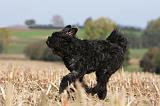 BOUVIER DES FLANDRES 250